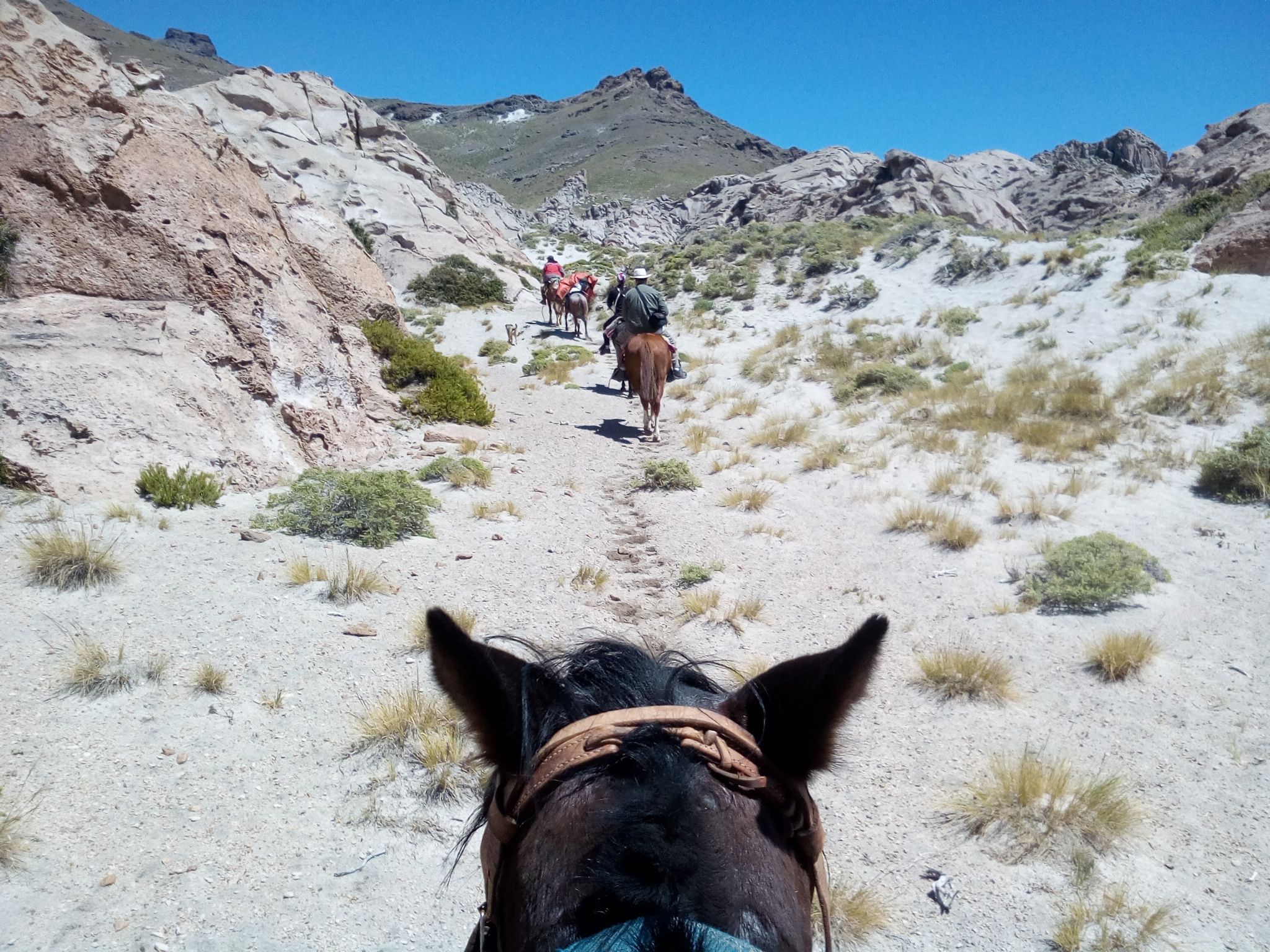 Field trip by horses VC